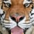 Big Cat Rescue
