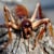 Weta