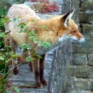 Profile picture for UrbanFox.TV