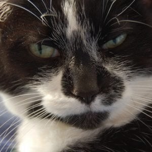 Profile picture for Chooni Osbourn