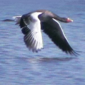 Profile picture for 4Moorhens2