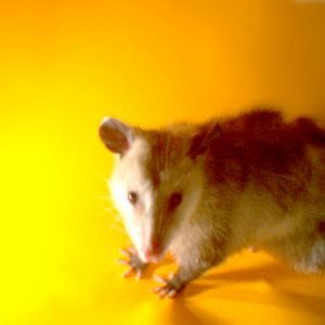 Profile picture for animal detectors