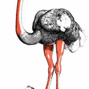 Profile picture for Wunderkammer Magazine