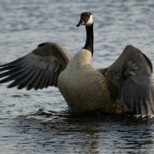 Profile picture for Silly Goose