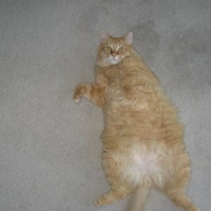 Profile picture for Fat Cat