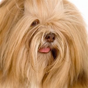 Profile picture for Charley Lhasa