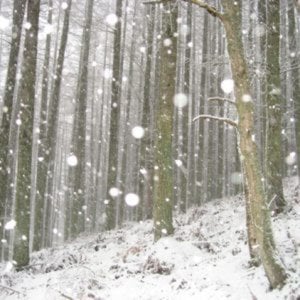 Profile picture for deepinthewoods