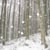 deepinthewoods