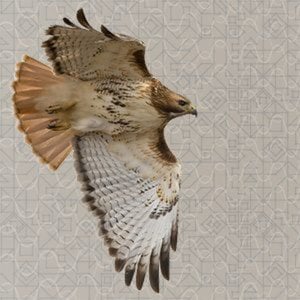 Profile picture for Harold Stiver
