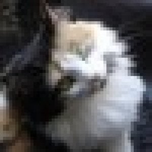 Profile picture for Poppy Cede