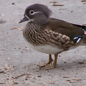 Profile picture for OC Birder Girl
