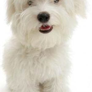 Profile picture for susan whitman