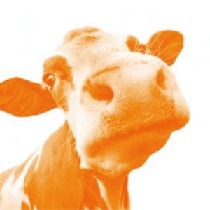 Profile picture for Velocity Cow