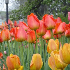 Profile picture for Brooklyn Botanic Garden