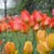Brooklyn Botanic Garden