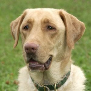 Profile picture for Tom Schaefges