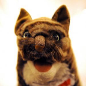 Profile picture for Alcat
