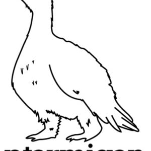 Profile picture for Ptarmigan
