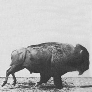 Profile picture for Bison
