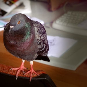 Profile picture for merlin pardo