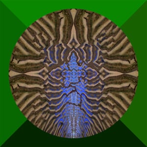 Profile picture for Jenny Graf