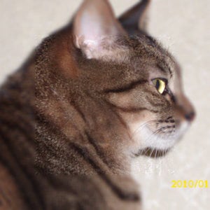 Profile picture for quadattokyo