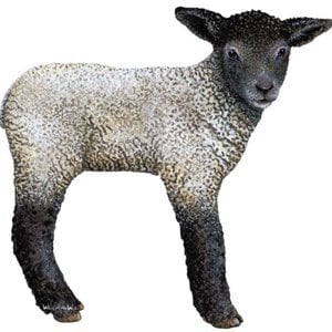 Profile picture for Lamson To