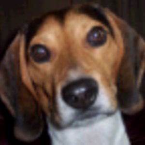 Profile picture for Dr. Snuffit