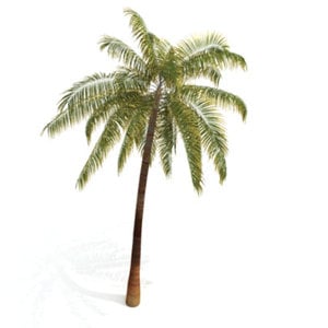 Profile picture for TropicalTV