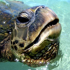 Profile picture for Ocean Video Photography