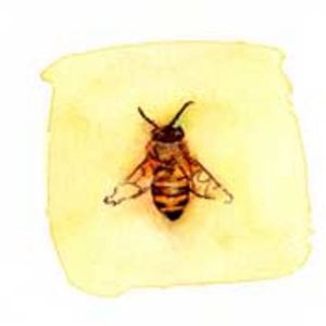 Profile picture for Bee The Change