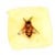 Bee The Change