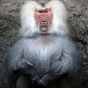 Profile picture for Qupear
