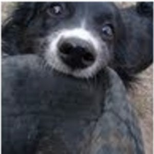 Profile picture for johnpatrick rooney