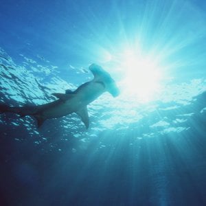 Profile picture for R.J. Dunlap Marine Conservation