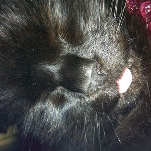 Profile picture for das from ubuibi