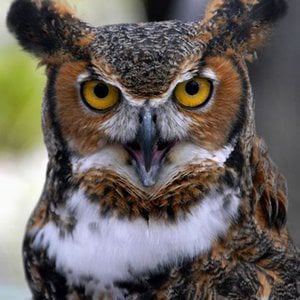 Profile picture for Haiku for Dummies