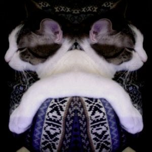 Profile picture for Julien Ducas