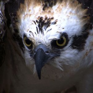 Profile picture for Jacob Steinberg