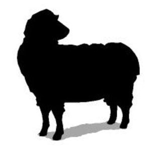 Profile picture for Black Sheep Film Productions