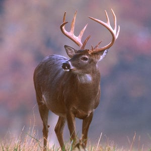 Profile picture for Buck Ross