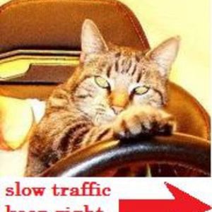 Profile picture for DriverLost