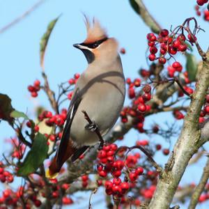 Profile picture for Waxwing Films