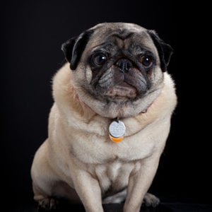Profile picture for Pinkerton