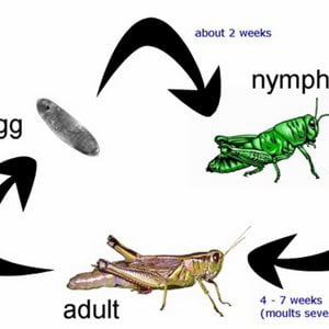 Profile picture for grasshopper