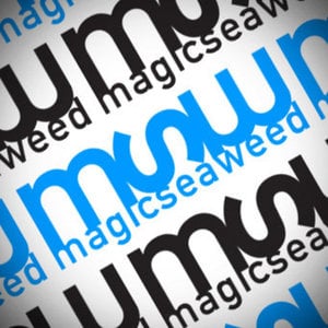 Profile picture for MSW