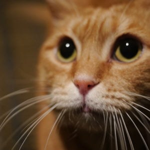 Profile picture for Miciotti