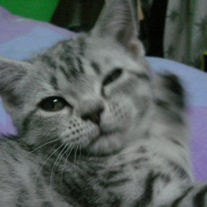 Profile picture for Shan Duan