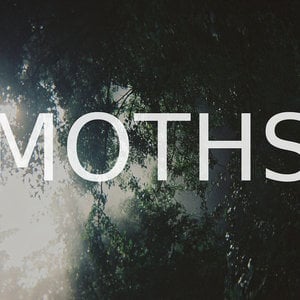 Profile picture for Moths