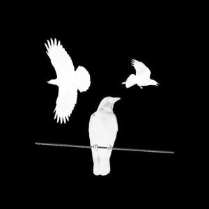 Profile picture for Three Crows Media